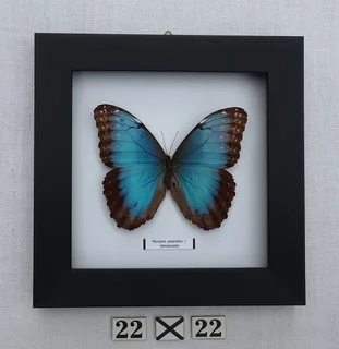 Real framed butterflies
