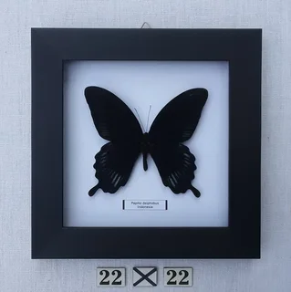 Real framed butterflies
