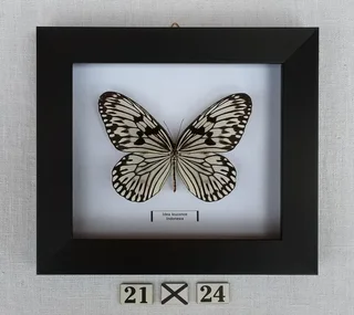Real framed butterflies