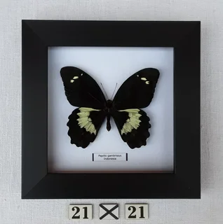 Real framed butterflies