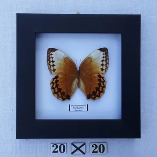 Real framed butterflies