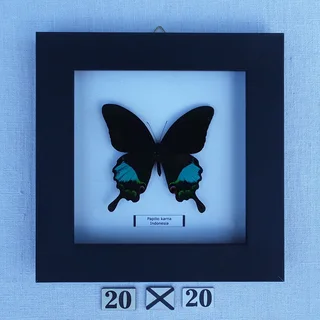 Real framed butterflies