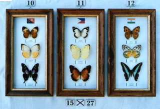 Real framed butterflies