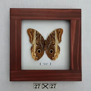 Real framed butterfly