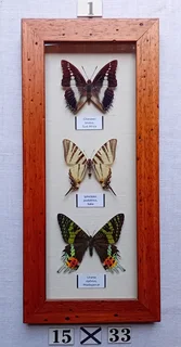 Real framed butterflies