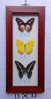 Real framed butterflies