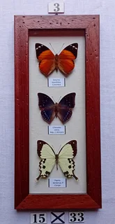 Real framed butterflies