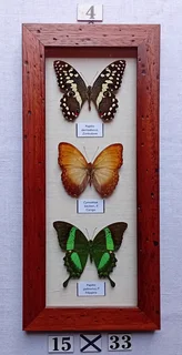 Real framed butterflies