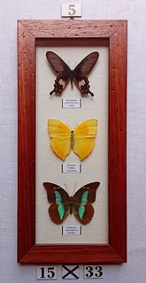 Real framed butterflies