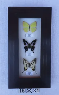 Real framed butterflies