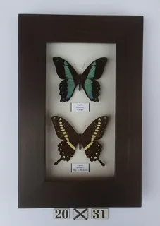 Real framed butterflies