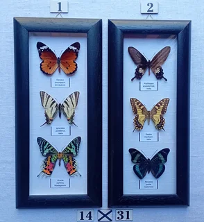 Real framed butterflies