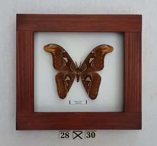 Real framed butterfly