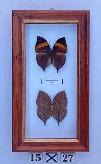 Real framed butterflies