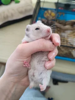 Hamster FREE to a loving home