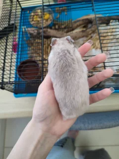Hamster FREE to a loving home