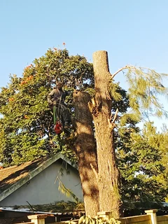 Stephen tree felling