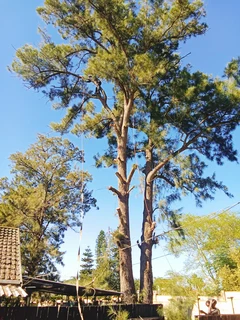 Stephen tree felling