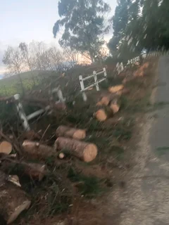 Stephen tree felling