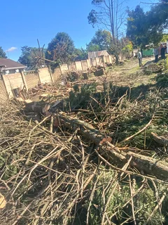 Stephen tree felling