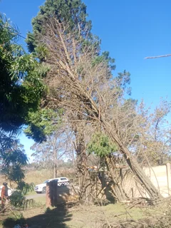 Stephen tree felling