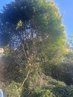 Stephen tree felling