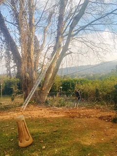 Stephen tree felling