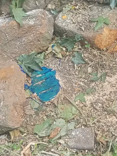 Stephen tree felling