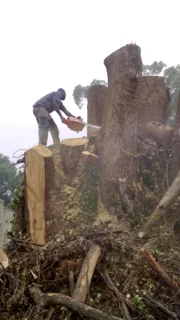 Stephen tree felling