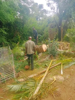 Stephen tree felling