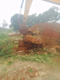 Stephen tree felling