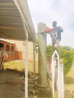 Stephen tree felling