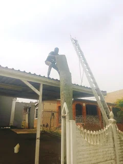 Stephen tree felling