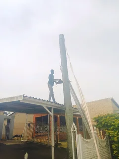 Stephen tree felling