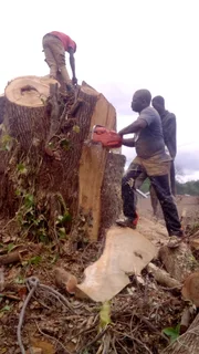 Stephen tree felling