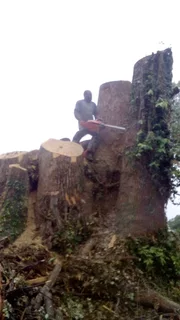 Stephen tree felling