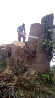 Stephen tree felling
