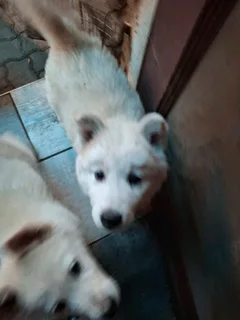 Alaskan Malmute Puppies