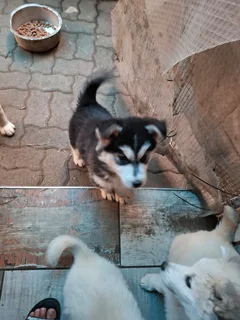 ALASKAN MALMUTE PUPPIES