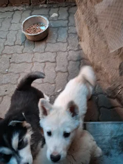 ALASKAN MALMUTE PUPPIES