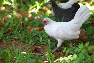 Beautiful miniature chicken - Dutch Bantam/Hollandse kriel