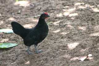 Beautiful miniature chicken - Dutch Bantam/Hollandse kriel