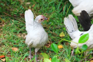 Beautiful miniature chicken - Dutch Bantam/Hollandse kriel