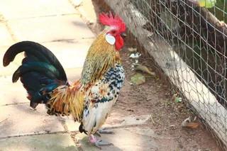 Beautiful miniature chicken - Dutch Bantam/Hollandse kriel