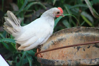 Beautiful miniature chicken - Dutch Bantam/Hollandse kriel