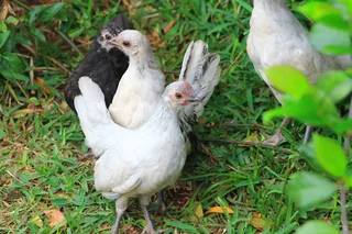 Beautiful miniature chicken - Dutch Bantam/Hollandse kriel