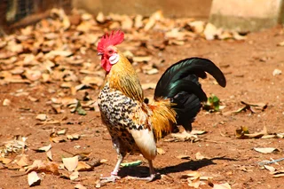 Beautiful Dutch Bantam/ Hollandse kriel  - miniature chicken