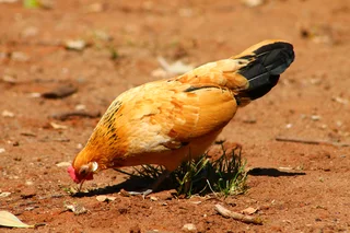 Beautiful Dutch Bantam/ Hollandse kriel  - miniature chicken