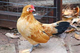Beautiful Dutch Bantam/ Hollandse kriel  - miniature chicken