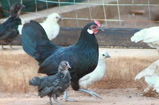 Beautiful Dutch Bantam/ Hollandse kriel  - miniature chicken